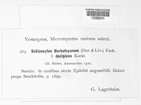Schizoxylon berkeleyanum image